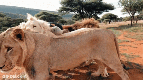 A Couple Of Lions Standing Next To Each Other In A Field With Trees In The Background GIF