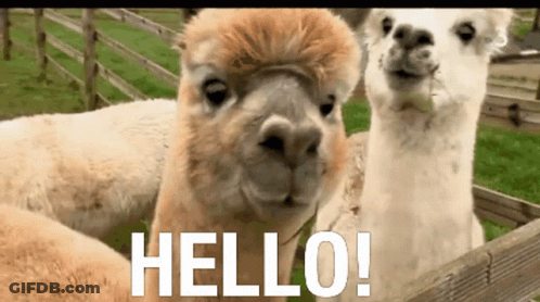 A Couple Of Llamas Standing Next To Each Other With The Word Hello Written On The Bottom GIF