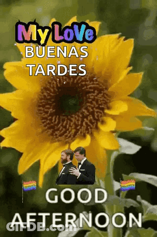 A Couple Of Men Standing Next To A Sunflower With The Words " My Love Buenas Tardes " GIF