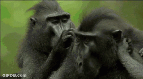 A Couple Of Monkeys Scratching Each Other 'S Faces Against A Green Background GIF