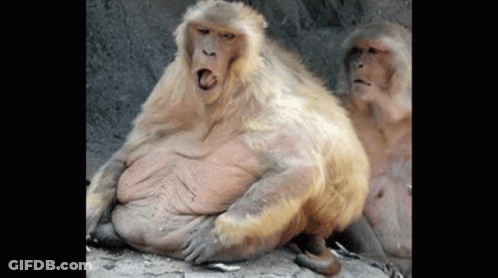 A Couple Of Monkeys Sitting Next To Each Other On A Rock . GIF