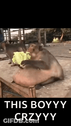 A Couple Of Monkeys Sitting On Top Of A Wooden Table Eating A Banana . GIF