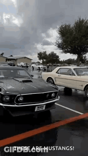 A Couple Of Mustangs Are Parked In A Parking Lot On A Rainy Day . GIF