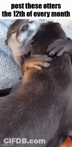 A Couple Of Otters Hugging Each Other With The Words Post These Otters The 12Th Of Every Month GIF