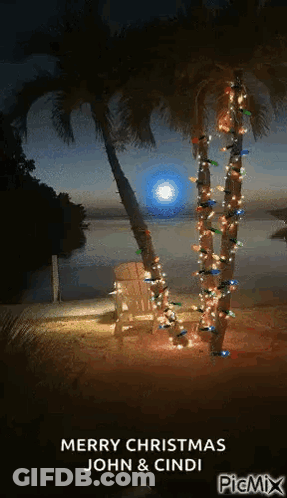 Palm Trees Decorated With Christmas Lights Beach GIF