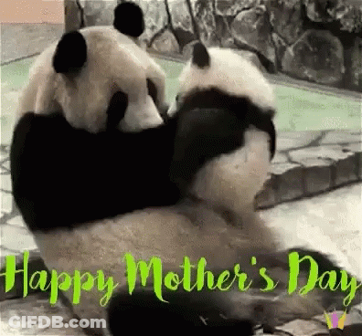 A Couple Of Panda Bears Hugging Each Other On A Happy Mother 'S Day Card . GIF