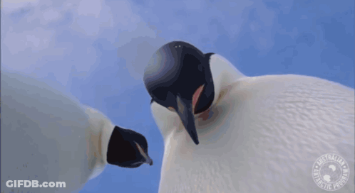 A Couple Of Penguins Standing Next To Each Other With A Logo That Says " Penguins In The Arctic " GIF