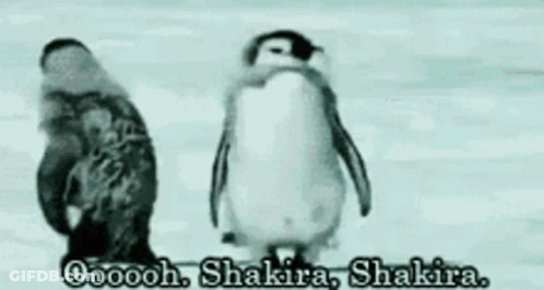 A Couple Of Penguins Standing Next To Each Other With The Words Oooooooh Shakira Shakira GIF