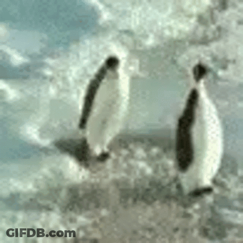 A Couple Of Penguins Standing On Top Of A Snow Covered Surface GIF