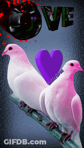 A Couple Of Pigeons Sitting On A Branch With A Purple Heart And The Word Love Above Them GIF