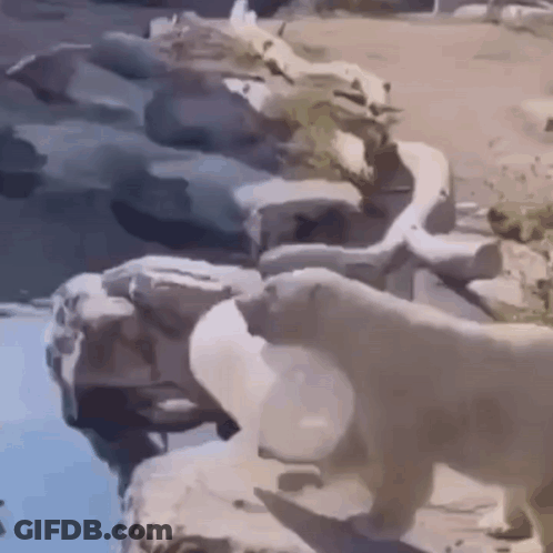 A Couple Of Polar Bears Standing Next To Each Other Near A Body Of Water . GIF