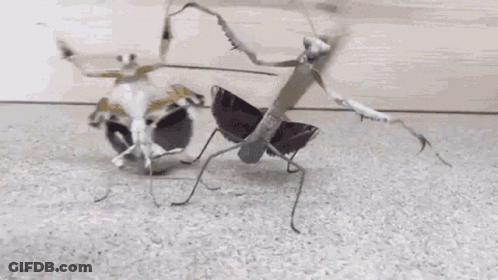 A Couple Of Praying Mantises Standing Next To Each Other GIF