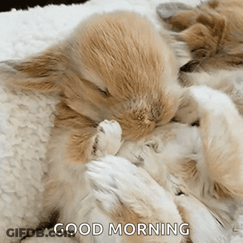 A Couple Of Rabbits Sleeping On Top Of Each Other With The Words Good Morning Written Above Them . GIF
