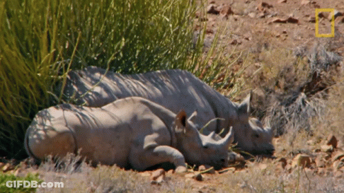 A Couple Of Rhinos Laying In The Grass With A Yellow Square In The Middle GIF