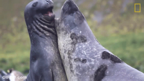A Couple Of Seals Standing Next To Each Other With The National Geographic Logo In The Background GIF