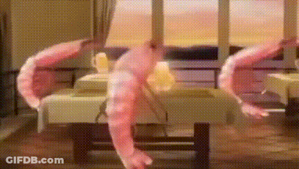 A Couple Of Shrimp Are Sitting On A Table In A Room . GIF