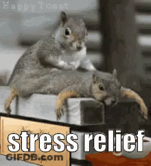 A Couple Of Squirrels Laying On Top Of Each Other Next To A Sign That Says ' Stress Relief ' GIF