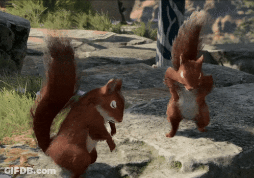 Squirrels Standing On Rocky Surface GIF