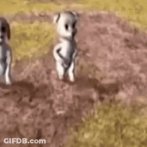 A Couple Of Stuffed Animals Are Standing In The Dirt . GIF