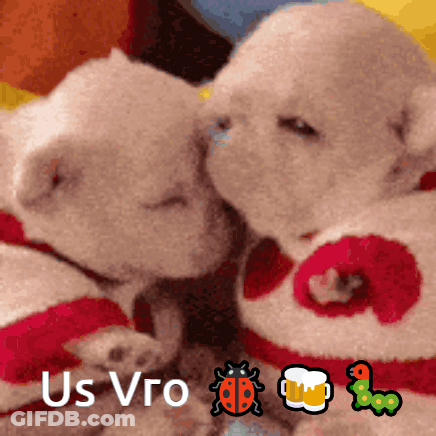 A Couple Of Stuffed Animals Laying Next To Each Other With The Words " Us Vro " On The Bottom Right GIF
