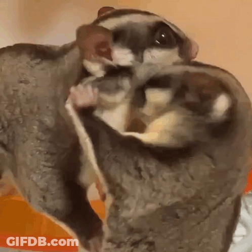 A Couple Of Sugar Gliders Are Sitting Next To Each Other . GIF