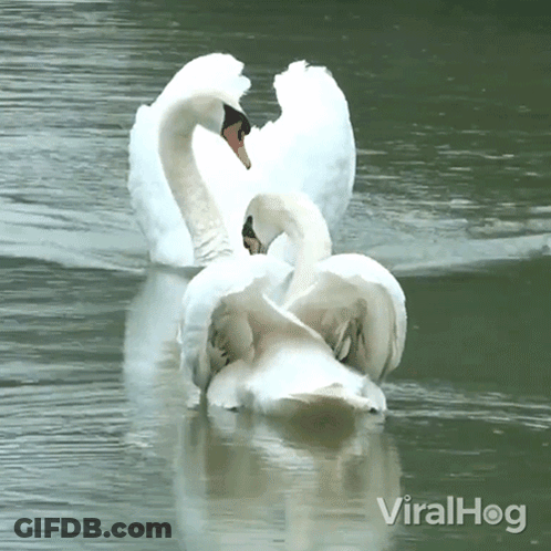 A Couple Of Swans In A Lake With Viralhog Written In The Bottom Right Corner GIF