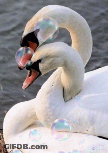 A Couple Of Swans Playing With Soap Bubbles In The Water GIF