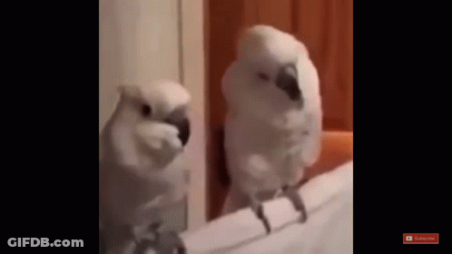 A Couple Of White Birds Standing Next To Each Other On A Ledge . GIF