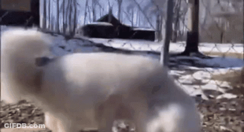 A Couple Of White Dogs Standing Next To Each Other In The Snow Behind A Chain Link Fence . GIF