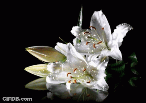 A Couple Of White Flowers On A Black Background With Sparkles GIF