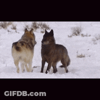A Couple Of Wolves Standing In The Snow GIF