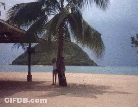 A Couple Standing Under A Palm Tree On A Sandy Beach GIF