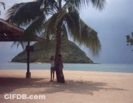 A Couple Stands Under A Palm Tree On A Beach GIF