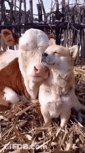 A Cow And A Dog Are Sitting Next To Each Other In The Hay . GIF