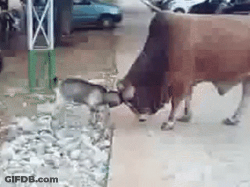 A Cow And A Dog Are Walking Down A Street . GIF