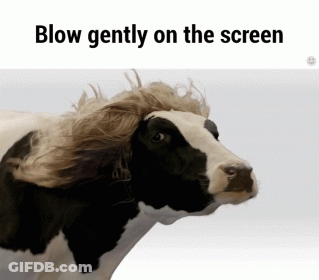 A Cow Blowing Gently On The Screen With A Wig On Its Head GIF
