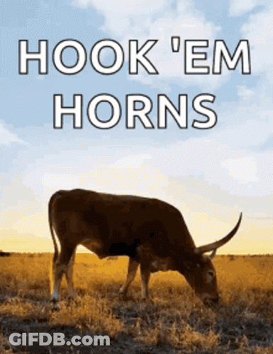 A Cow Grazing In A Field With The Words Hook 'Em Horns GIF