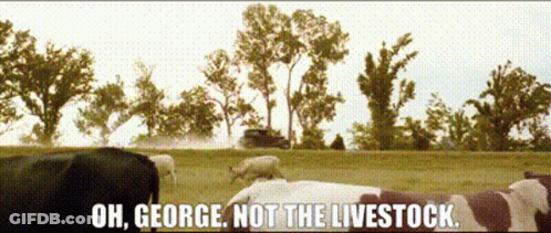 A Cow Is Laying In A Field With The Words Oh George Not The Livestock GIF