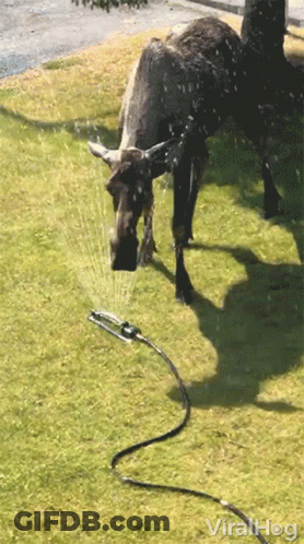 A Cow Is Standing Next To A Hose That Says Viralhog On It GIF