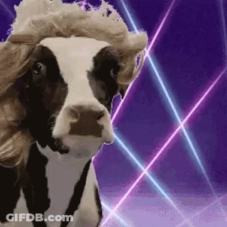 A Cow With A Wig On Its Head Is Standing In Front Of Purple Lights . GIF