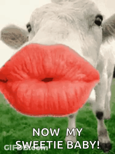 A Cow With Red Lips Is Blowing A Kiss And Says `` Now My Sweetie Baby '' . GIF