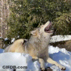 A Coyote Is Laying In The Snow With Its Mouth Open GIF