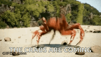 A Crab Is Crawling On The Beach With The Words The Crabs Are Coming GIF