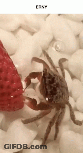 A Crab Is Eating A Strawberry On A Pile Of Rocks Under The Name Erny GIF