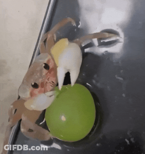 A Crab Is Holding A Green Balloon In Its Claws . GIF
