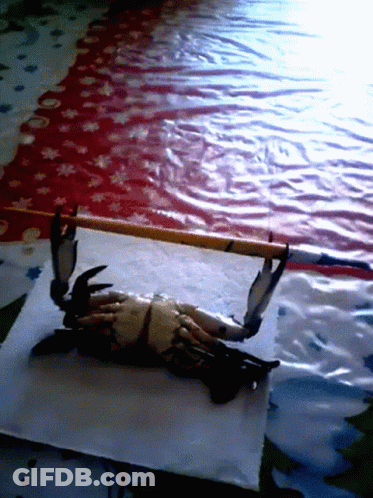 A Crab Is Laying On A Piece Of Paper On A Table With A Red And White Table Cloth In The Background GIF