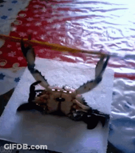 A Crab Is Sitting On A Napkin On A Table GIF