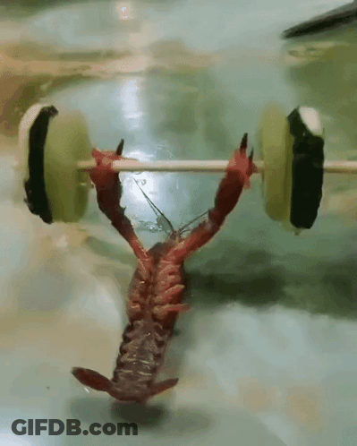 A Crayfish Is Holding A Dumbbell Made Of Cucumber Slices GIF