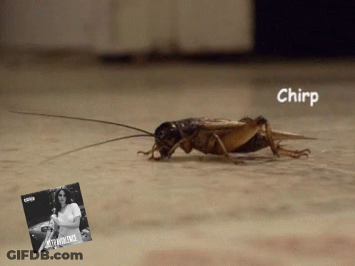 A Cricket Is Crawling On A Floor Next To A Picture Of A Woman And The Word Chirp GIF