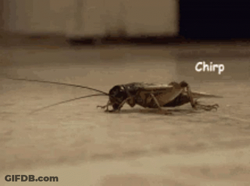A Cricket Is Crawling On The Floor With The Word Chirp Written On The Bottom GIF